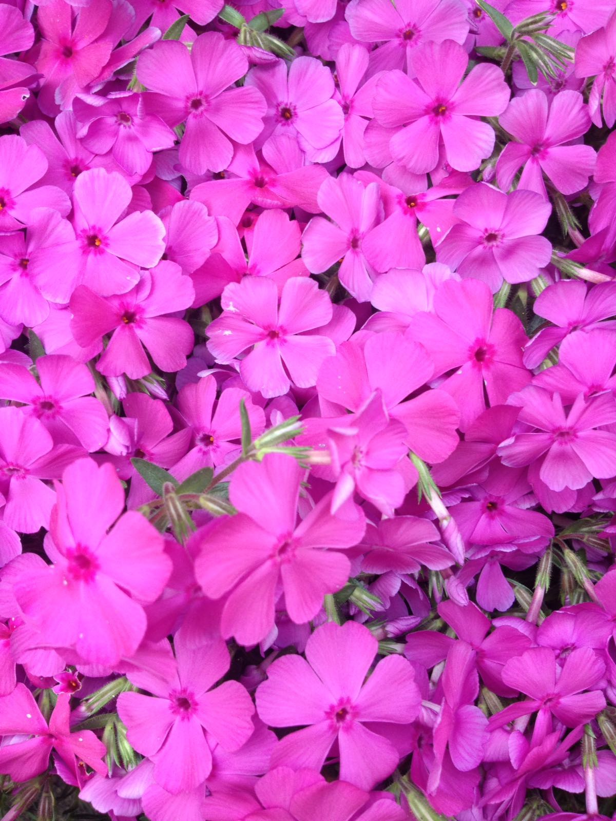 PERENNI SELEZIONE E VENDITA